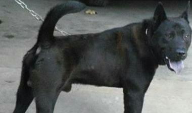 国产土猎犬视频大全,视频大全中的忠诚伙伴