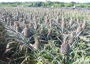 菠萝成年短视频国产,菠萝成年短视频，展现国产创意魅力