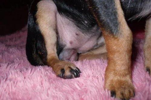 国产母狗高清视频在线,探寻自然之美与生命力量