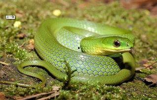 国产宠物蛇可爱视频大全,国产宠物蛇可爱视频大盘点