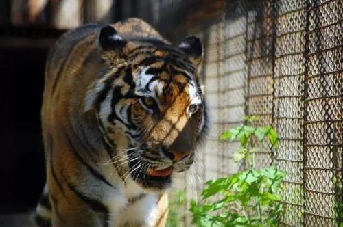 四虎国产免费视频下载,热门资源一网打尽