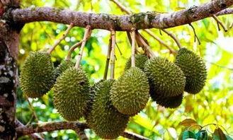 采摘国产榴莲视频大全