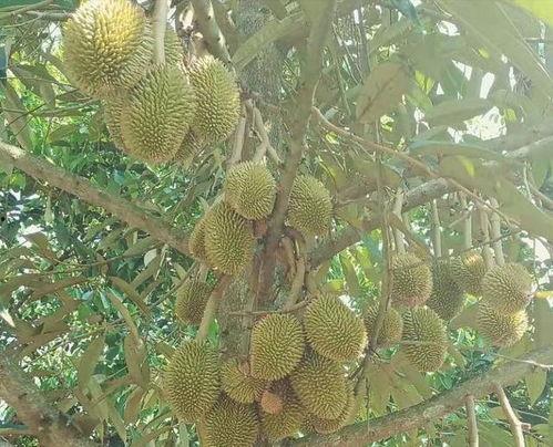 国产榴莲种植教程视频大全,视频教程大全解析